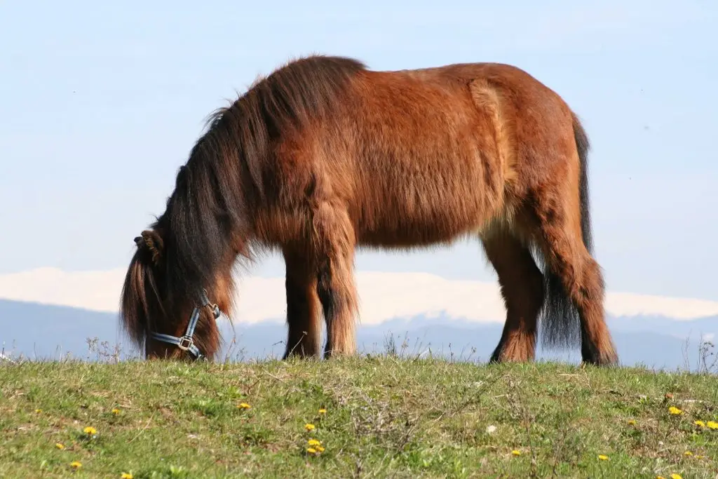 one of our icelandic horse eating grass in a field