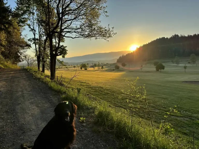 a stunning sunrise with a black dog sitting on a path with trees and a field in the background
