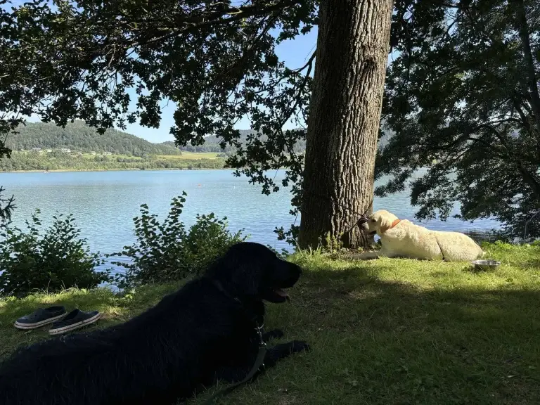 two dogs lying on grass near a tree with Langsee view