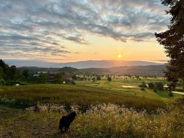 a stunning sunset with a dog walking near a field