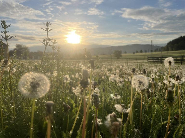 Zonsondergang boven een dandelionveld