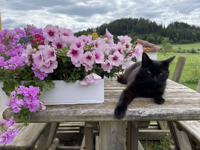 Black cat on the laying on the table with flowers on the side